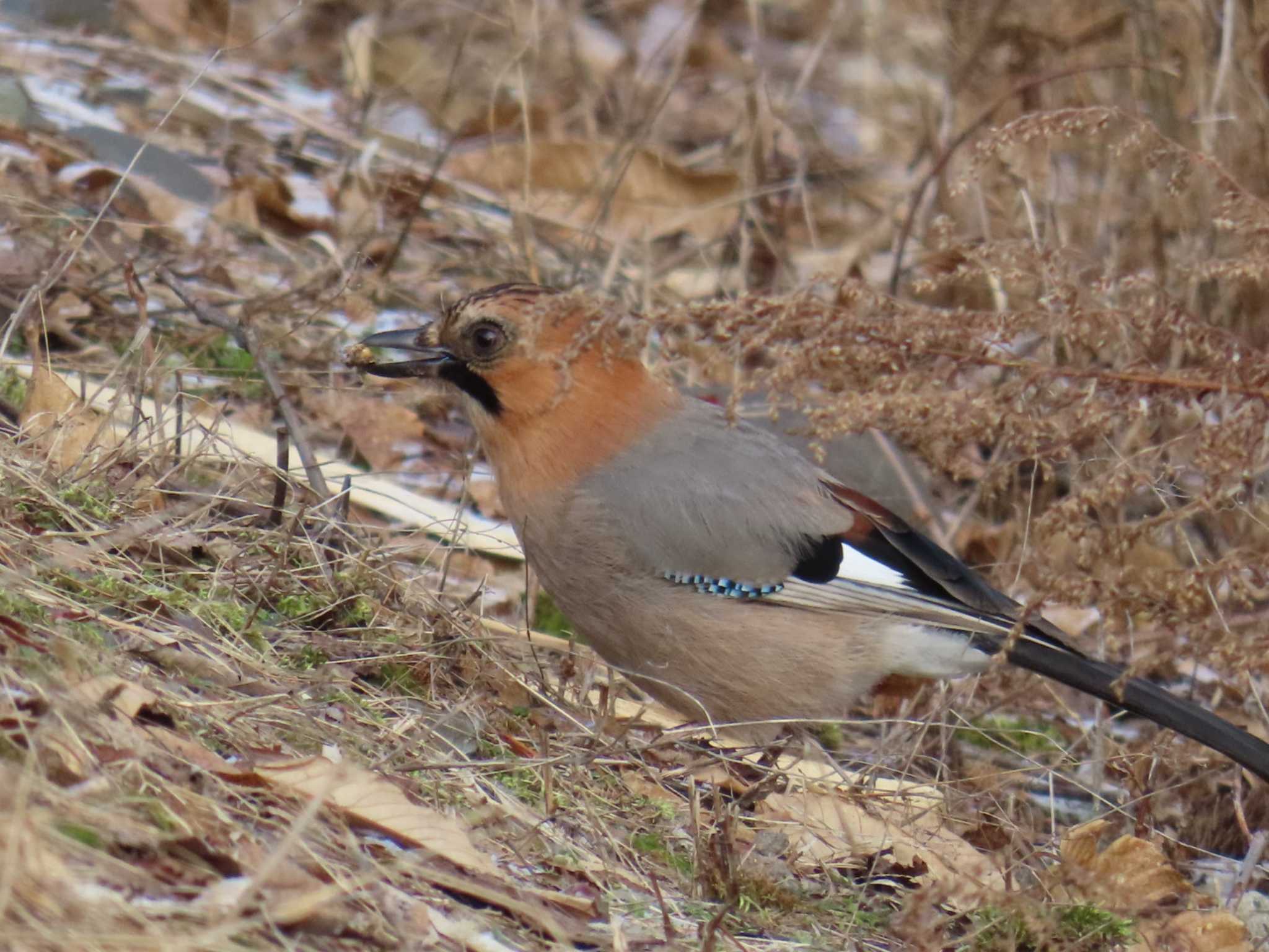 Photo of Eurasian Jay(brandtii) at  by momotarou_u