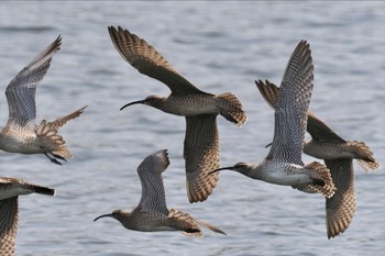 チュウシャクシギ 東京港野鳥公園 2024年4月21日(日)