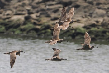 チュウシャクシギ 東京港野鳥公園 2024年4月21日(日)