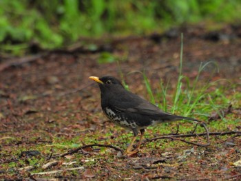 Japanese Thrush 二上山 Mon, 4/22/2024