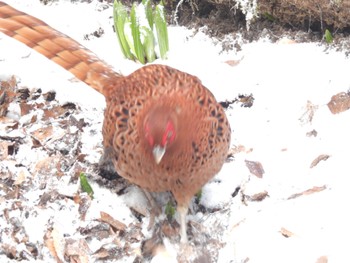 Copper Pheasant 金剛山 Thu, 3/21/2024