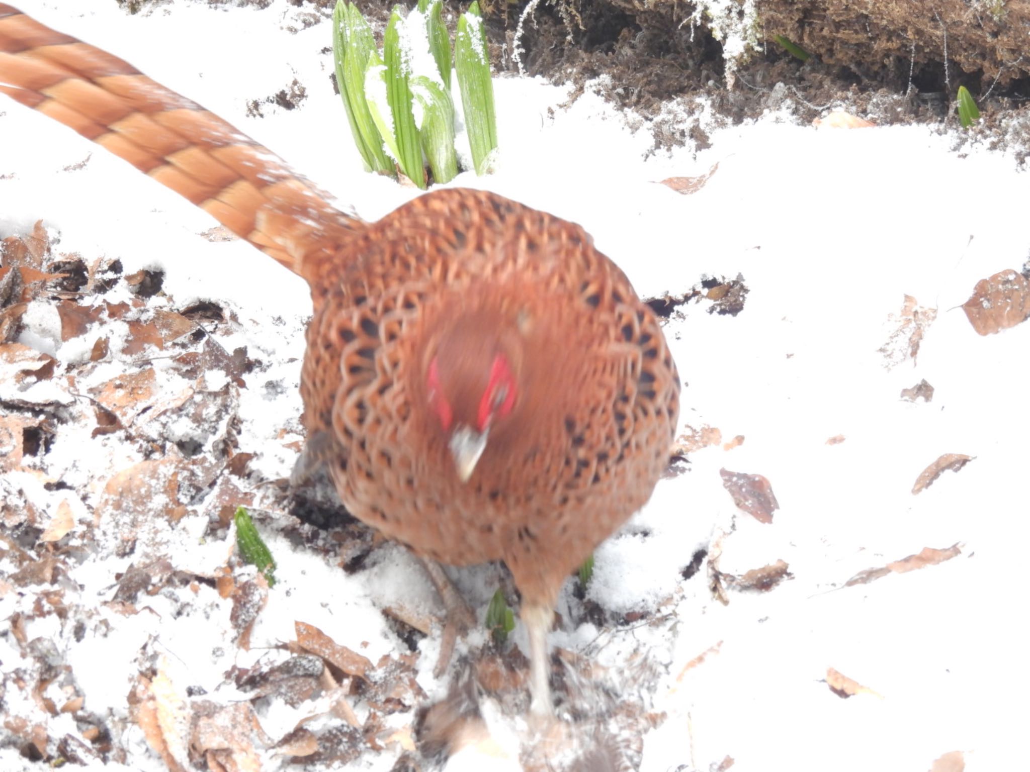 Photo of Copper Pheasant at 金剛山 by トモカズ