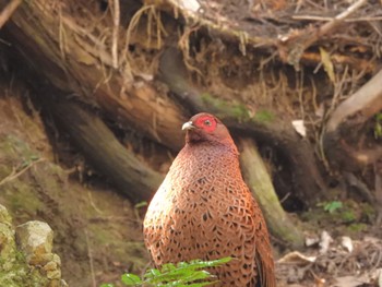 Copper Pheasant 二上山 Fri, 3/15/2024