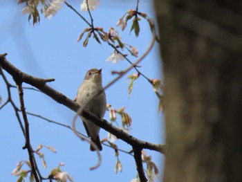 Asian Brown Flycatcher 太白山自然観察の森 Sat, 4/20/2024