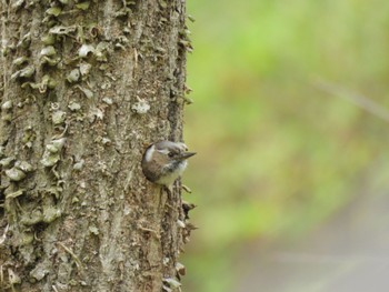 Japanese Pygmy Woodpecker 馬見丘陵公園 Tue, 4/9/2024