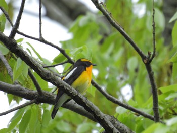 Narcissus Flycatcher 二上山 Wed, 4/24/2024