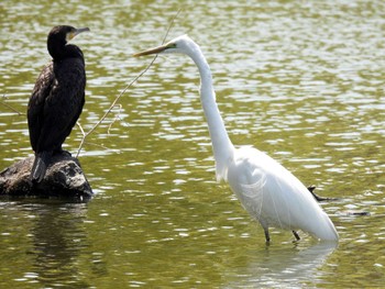 Great Egret 打上川治水緑地 Fri, 4/19/2024