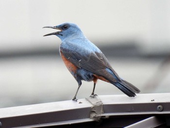 Blue Rock Thrush 自宅 Thu, 4/18/2024