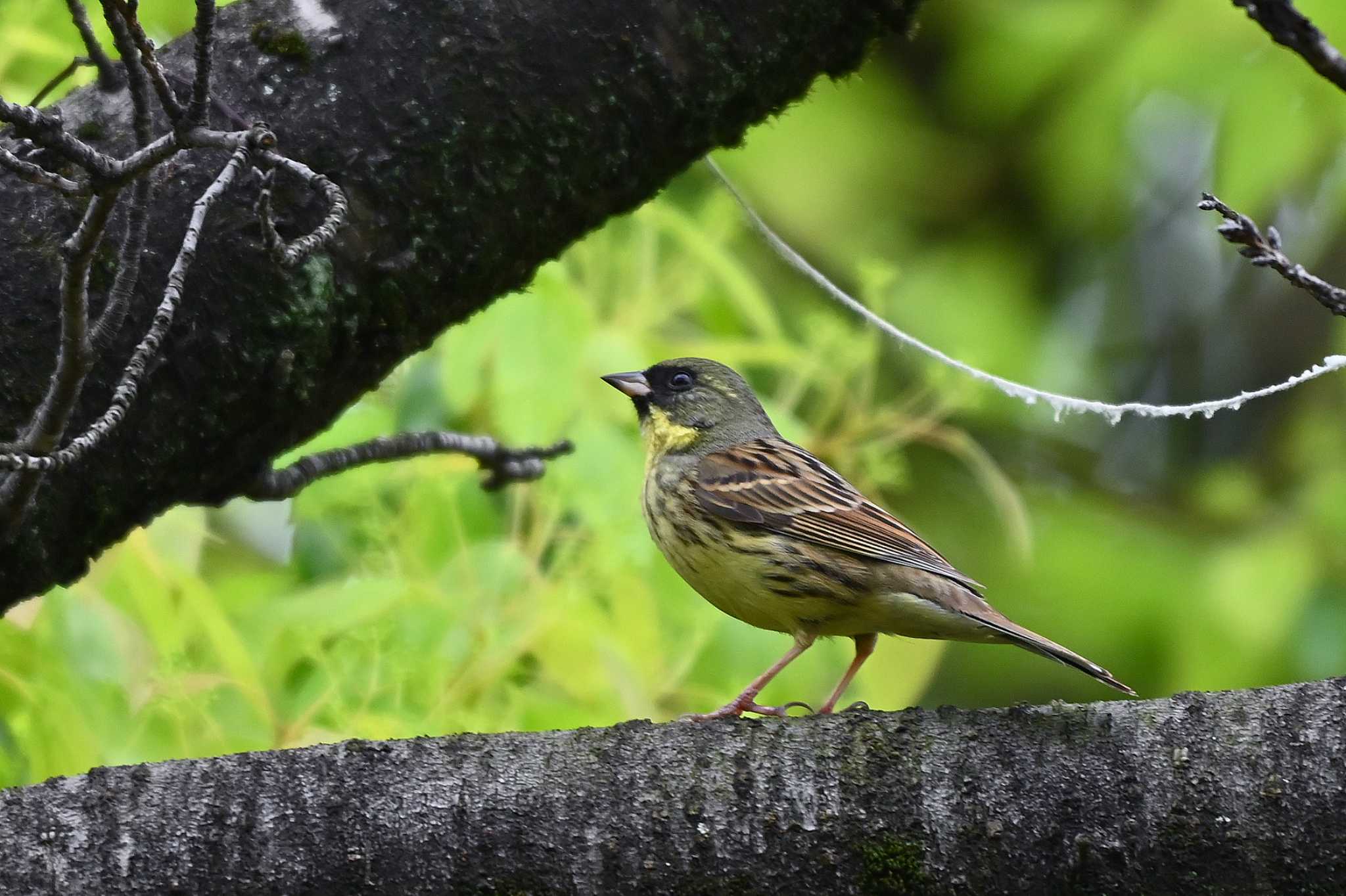 Photo of Masked Bunting at 大池公園 by ポッちゃんのパパ