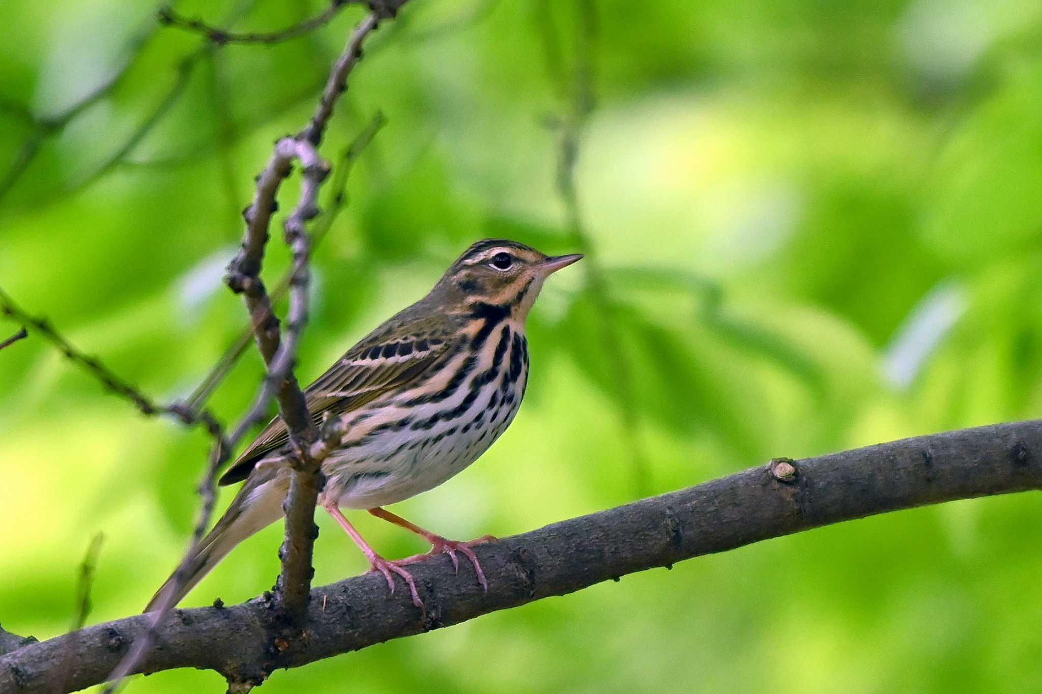 Photo of Olive-backed Pipit at 大池公園 by ポッちゃんのパパ