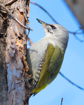 Grey-headed Woodpecker 北海道 Mon, 2/27/2023