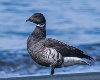 Brant Goose 北海道 Sun, 3/3/2024