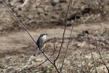 Bull-headed Shrike 発寒河畔公園(札幌市西区) Wed, 4/10/2024