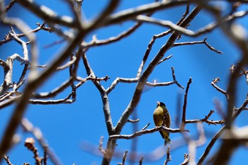 Grey-capped Greenfinch 発寒河畔公園(札幌市西区) Wed, 4/10/2024