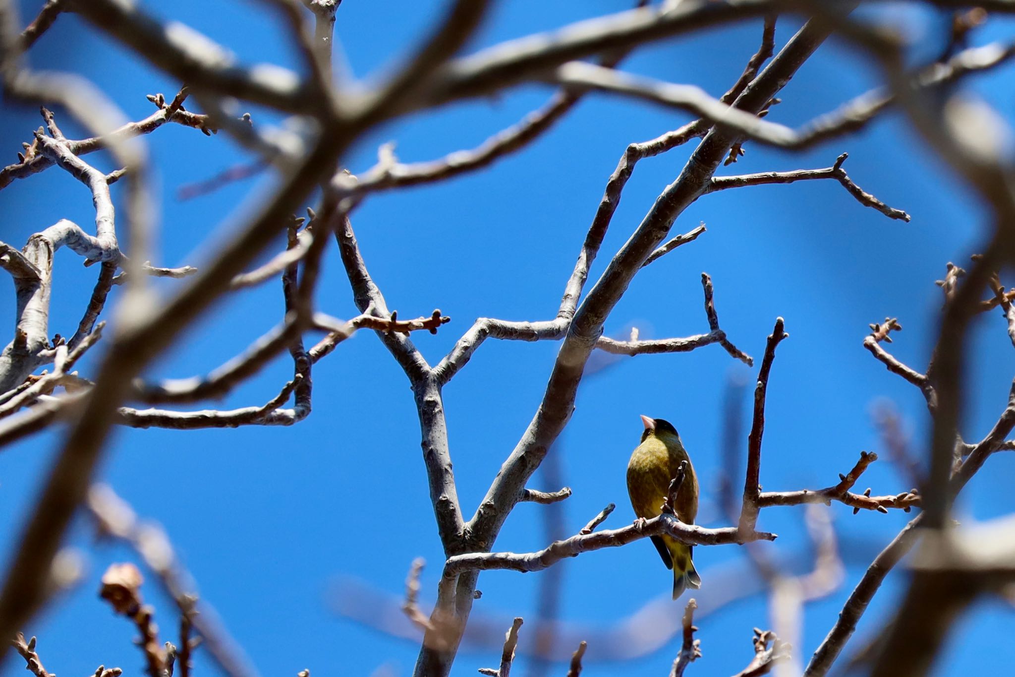 Photo of Grey-capped Greenfinch at 発寒河畔公園(札幌市西区) by Rika N