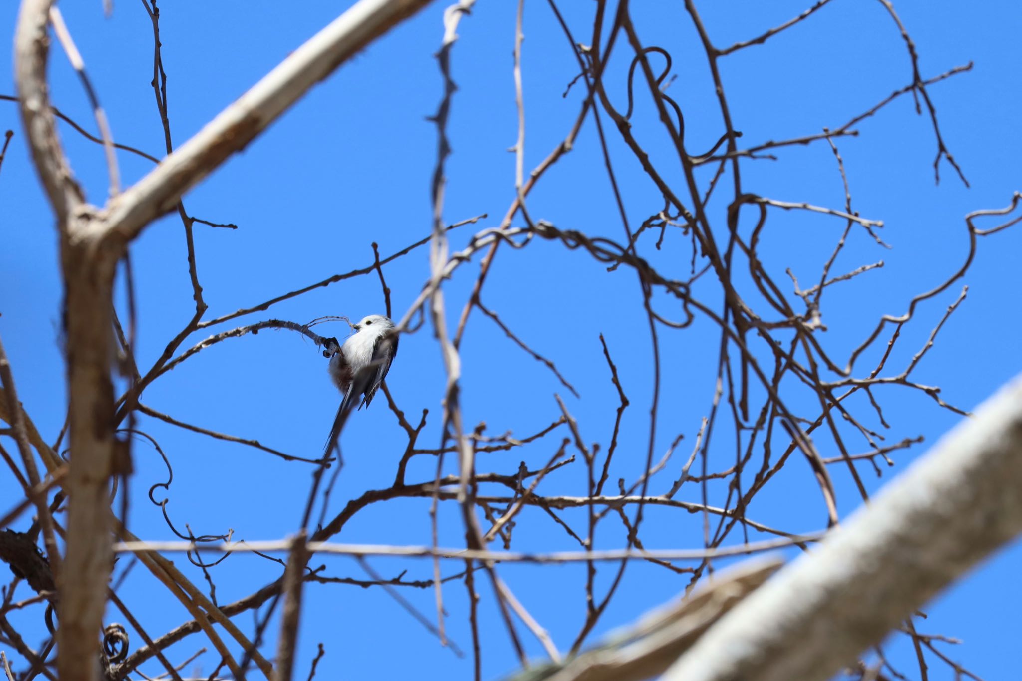 Photo of Long-tailed tit(japonicus) at 宮丘公園(札幌市西区) by Rika N