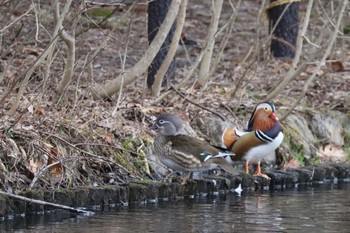 Mandarin Duck Maruyama Park Fri, 4/12/2024