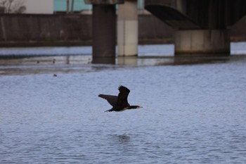 カワウ 大津川 2024年3月28日(木)