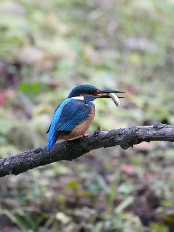 カワセミ 手賀の丘公園 2018年12月25日(火)