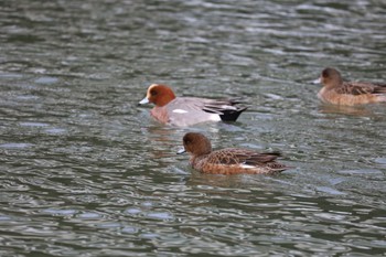 Eurasian Wigeon 大津川河口 Thu, 3/28/2024