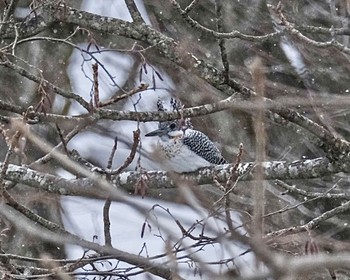 Crested Kingfisher 北海道 Tue, 3/5/2024