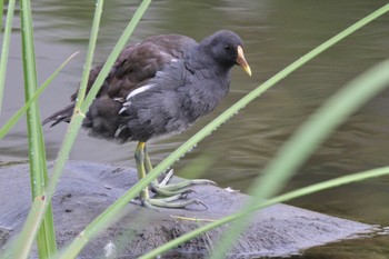 Common Moorhen 秋田市 Fri, 9/23/2022