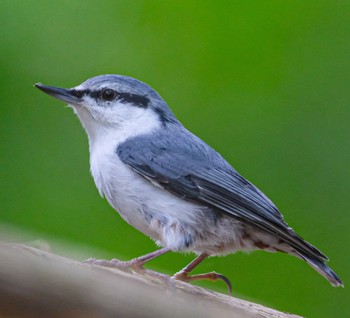 Sun, 9/17/2023 Birding report at 北海道