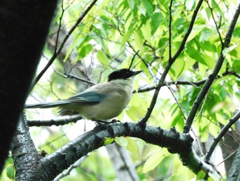 Azure-winged Magpie 平和の森公園、妙正寺川 Wed, 4/24/2024