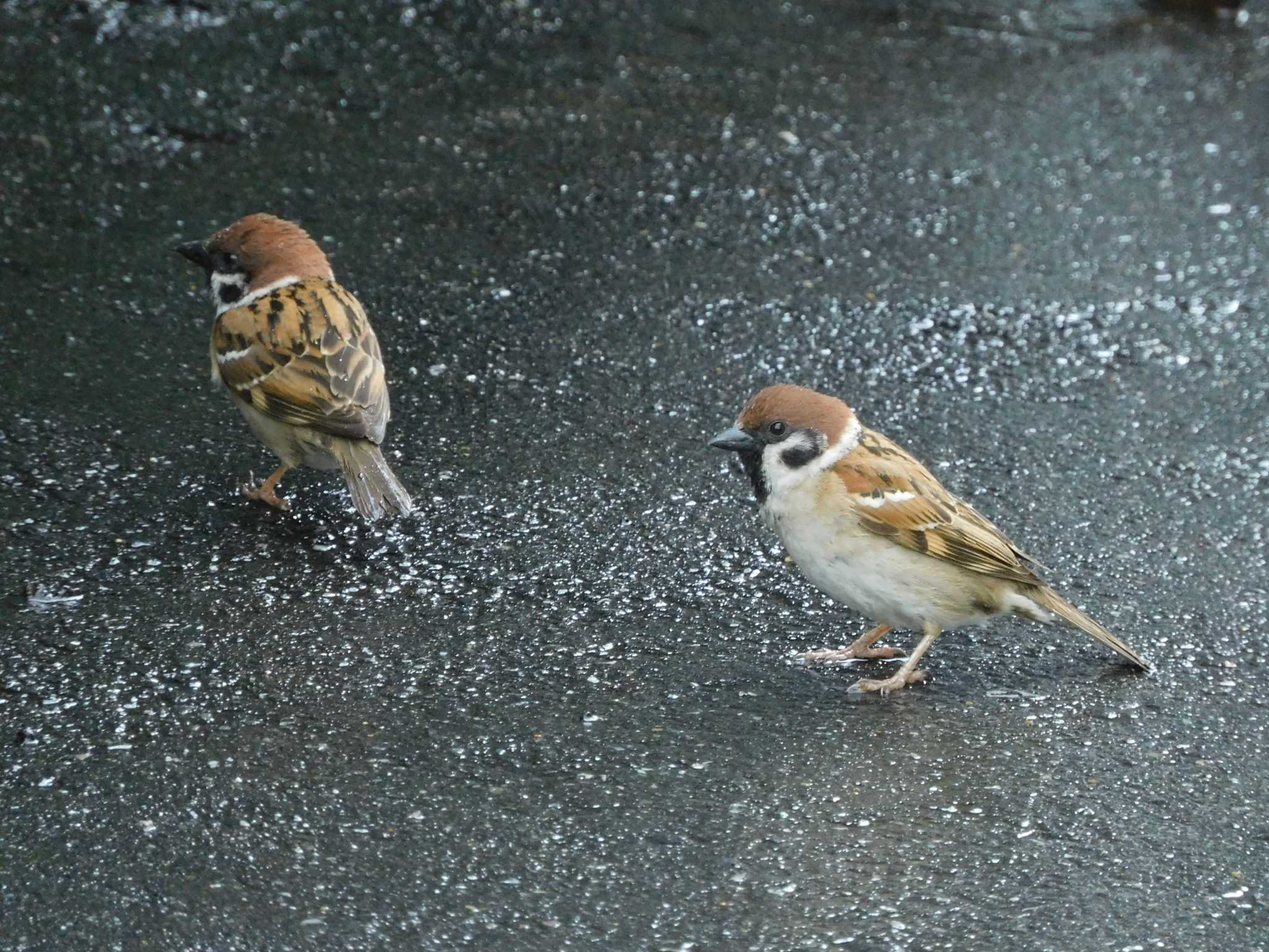 Photo of Eurasian Tree Sparrow at 平和の森公園、妙正寺川 by morinokotori