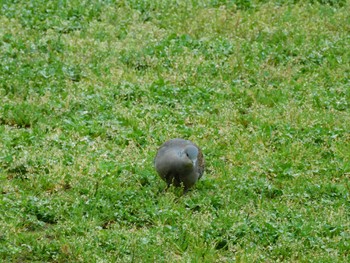 Oriental Turtle Dove 平和の森公園、妙正寺川 Wed, 4/24/2024