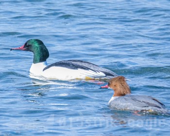 Common Merganser 北海道 Sun, 3/3/2024