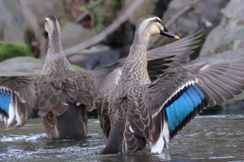 Eastern Spot-billed Duck 近所 Thu, 4/11/2024