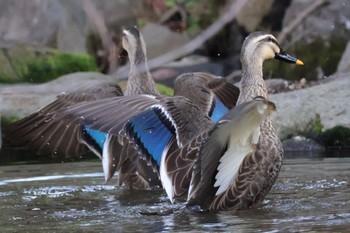 Eastern Spot-billed Duck 近所 Thu, 4/11/2024