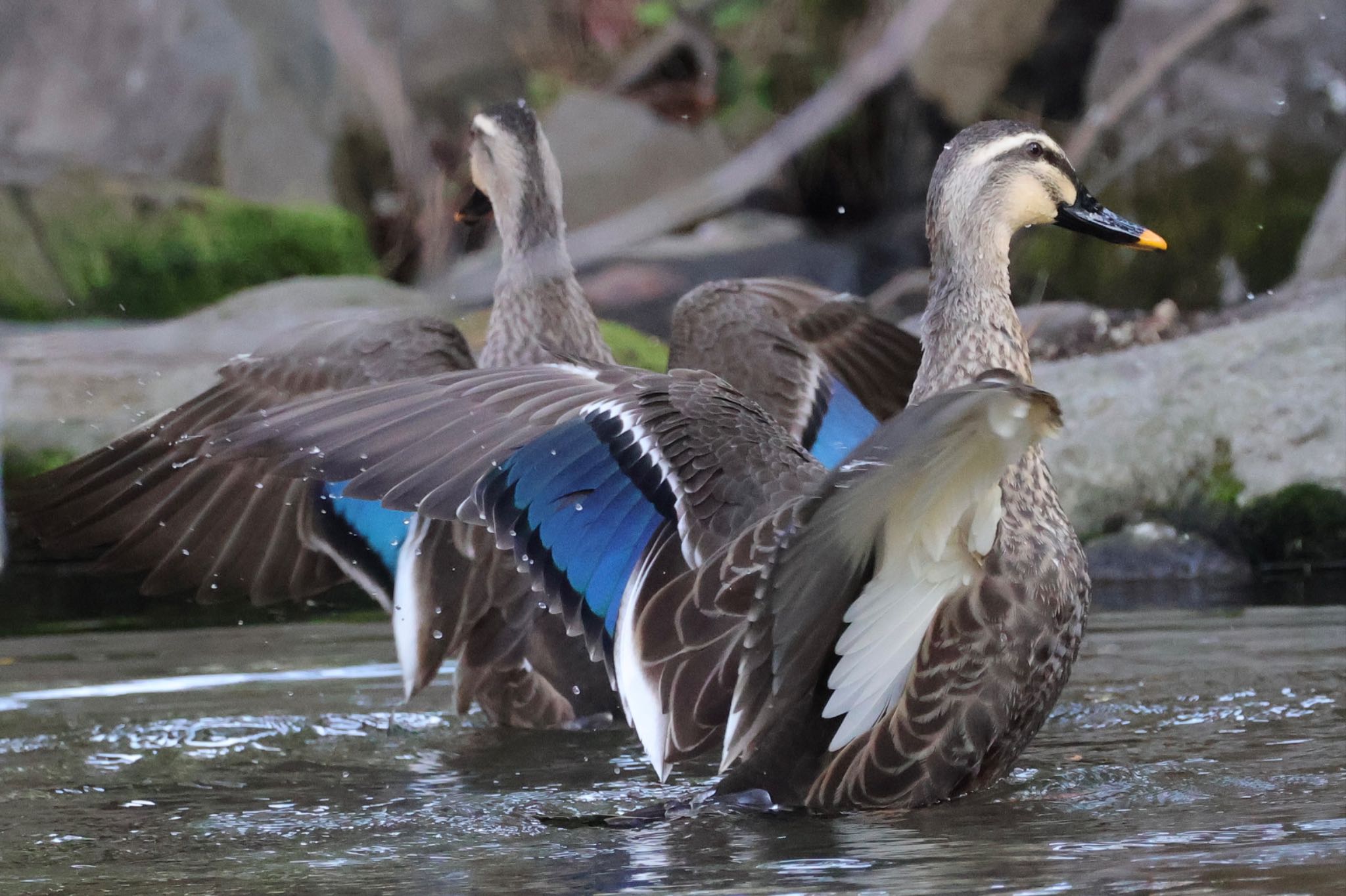 Eastern Spot-billed Duck