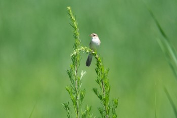 Black-browed Reed Warbler Watarase Yusuichi (Wetland) Sun, 7/2/2023