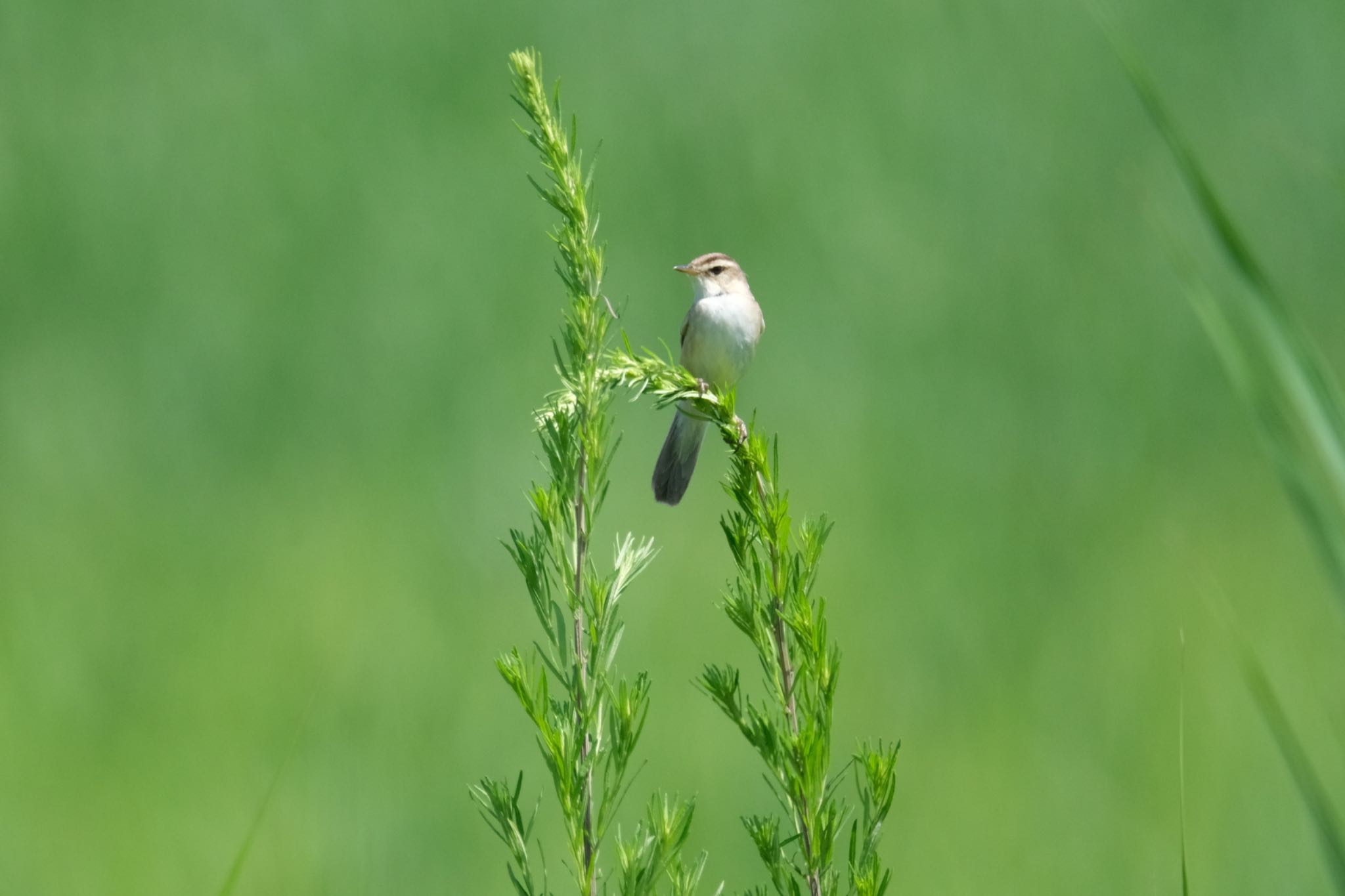 Photo of Black-browed Reed Warbler at Watarase Yusuichi (Wetland) by 015