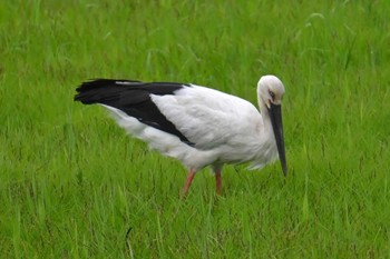 Oriental Stork Watarase Yusuichi (Wetland) Sun, 4/21/2024