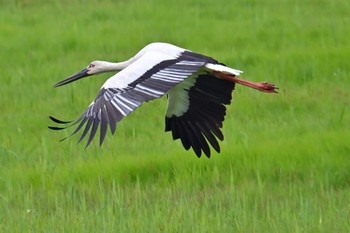 コウノトリ 渡良瀬遊水地 2024年4月21日(日)