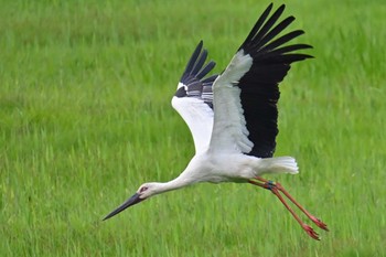 コウノトリ 渡良瀬遊水地 2024年4月21日(日)