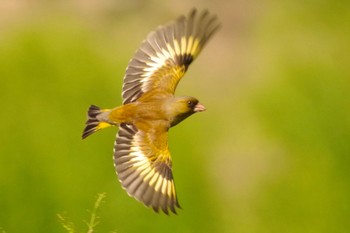 Grey-capped Greenfinch 多摩川 Sat, 4/30/2022