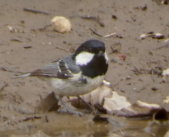 Coal Tit JGSDF Kita-Fuji Exercise Area Sun, 4/21/2024