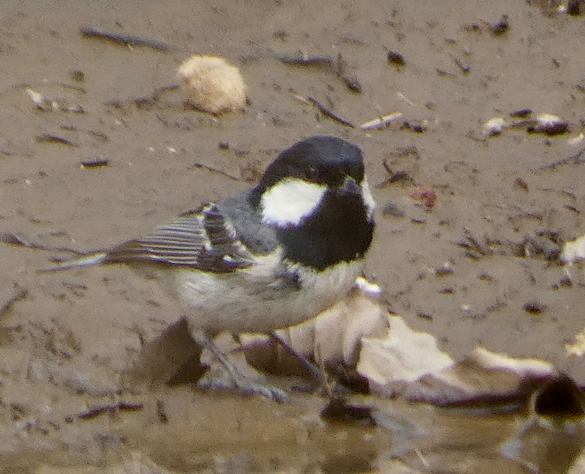 Photo of Coal Tit at JGSDF Kita-Fuji Exercise Area by koshi