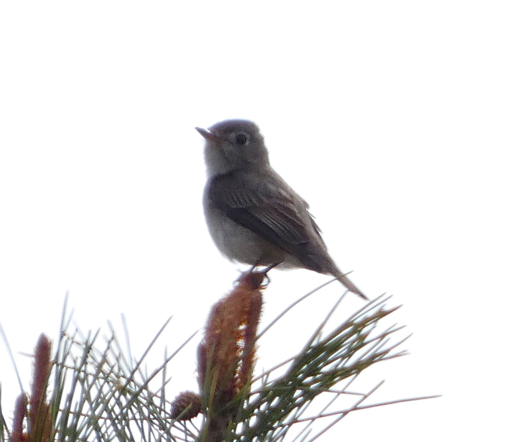 Photo of Dark-sided Flycatcher at JGSDF Kita-Fuji Exercise Area by koshi