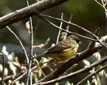 Masked Bunting JGSDF Kita-Fuji Exercise Area Sun, 4/21/2024