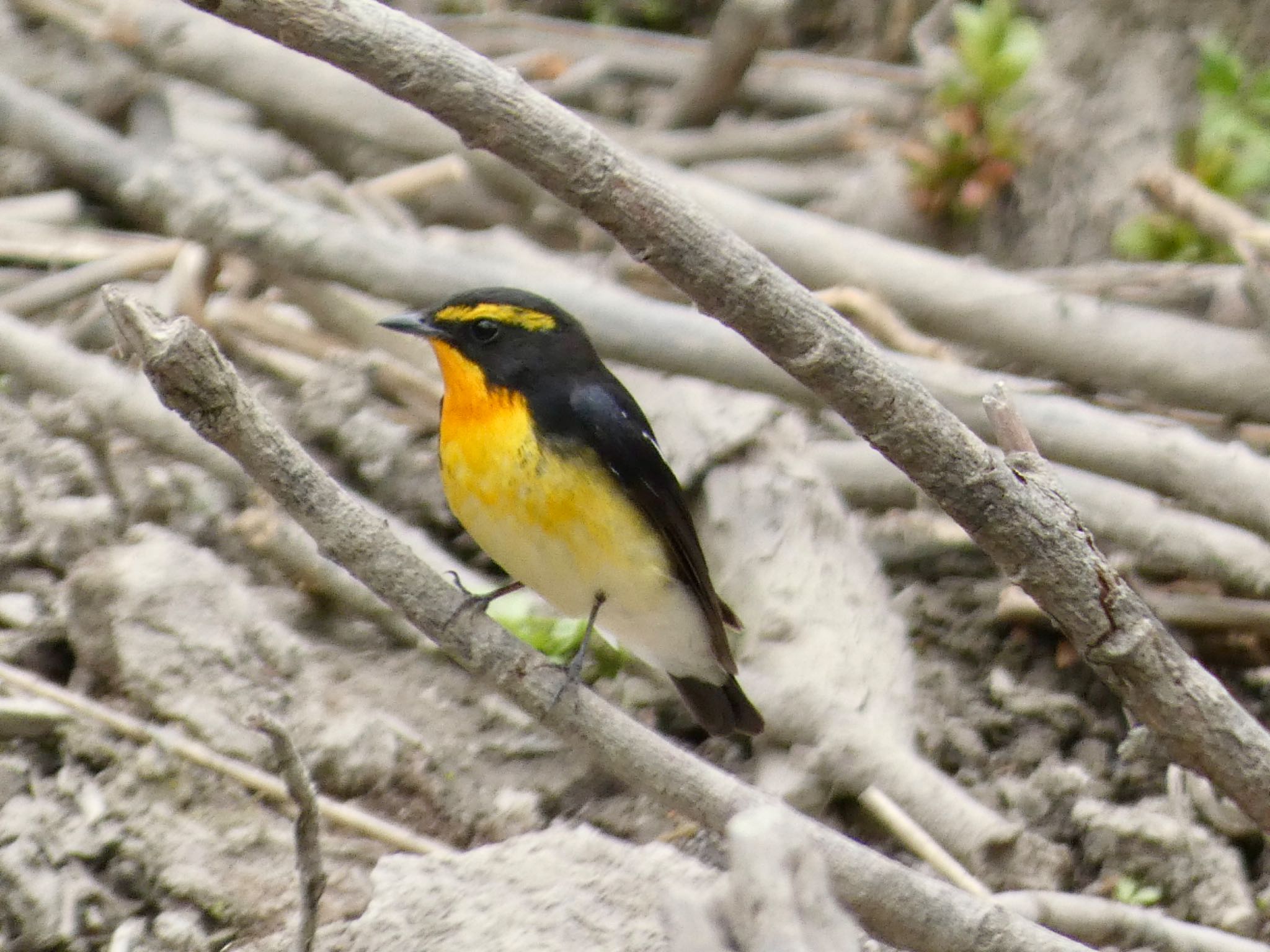 Photo of Narcissus Flycatcher at JGSDF Kita-Fuji Exercise Area by koshi