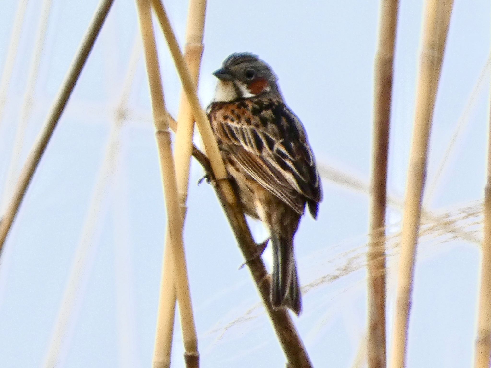 Chestnut-eared Bunting