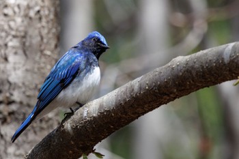 Blue-and-white Flycatcher 出光カルチャーパーク(苫小牧) Wed, 4/24/2024