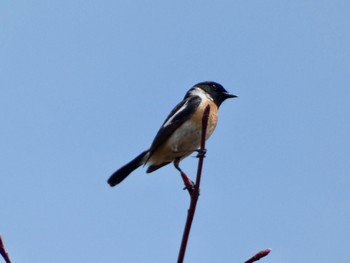 Amur Stonechat JGSDF Kita-Fuji Exercise Area Sun, 4/21/2024