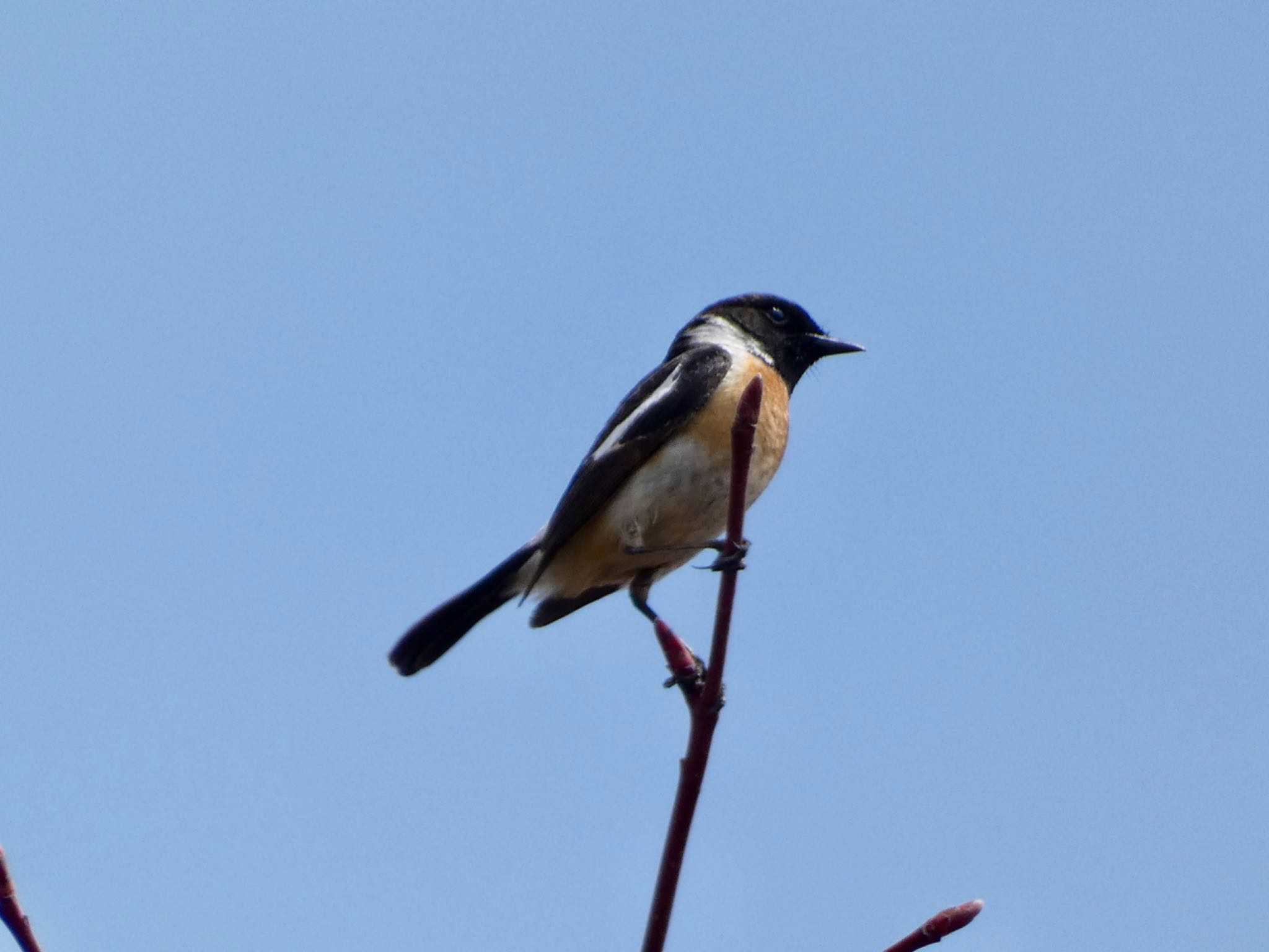 Photo of Amur Stonechat at JGSDF Kita-Fuji Exercise Area by koshi