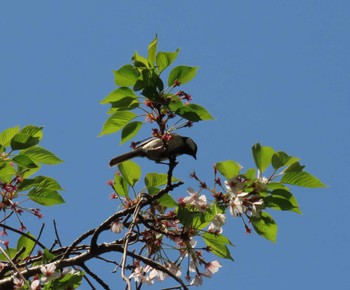 Japanese Tit Kasai Rinkai Park Mon, 4/15/2024